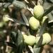 Greek Green Olives with Lemon | 1kg Vacuum-Sealed | Traditional Chalkidiki Variety |Key in The Mediterranean Diet | Loaded with Important Nutrients and Antioxidants| No Preservatives - Buy Online on GoSupps.com