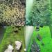 10G Small Hairy Grass Aquarium Aquatic Seeds Garden Water Grass Plant Fish Tank Landscaping Easy Grow - Buy Online on GoSupps.com
