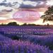 Ola Prima Lavender Essential Oil 4oz - Pure and Natural - 4 Fluid Ounces - Buy Online on GoSupps.com