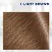 Clairol Root Touch-Up by Nice'n Easy 6 Light Brown Hair Dye - Pack of 2 | 1.1 Fl Oz - Buy Online on GoSupps.com