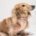 Wild One No-Pull Dog Harness with 3 Leash Clips | Adjustable & Padded Vest for Comfort | Stretchy Tan Medium - Buy Online on GoSupps.com