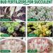 Saddgo Plant Nutrient Solution BudFertilizer Succulent Plant Bursting Element Foliars Color Enhancement Planting Supplies 100ml Plastic - Buy Online on GoSupps.com