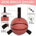 Hetoo Interactive Dog Toys - Basketball Tug-of-War Durable Balls & Puppy Gift for Small to Medium Dogs - Buy Online on GoSupps.com