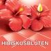 Ajax All-Purpose Cleaner Hibiscus Flower - 12 x 1L Multi-Surface Essential Oil Cleaner for International Shipping - Buy Online on GoSupps.com