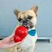 Nylabone Rubber Cone Dog Chew Toy - Bacon Flavored Treat Dispenser for Small Dogs (up to 11kg) - Buy Online on GoSupps.com