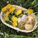 9-Piece Chewing Case Set for Small Animals - Natural Grass Toys for Rabbits Guinea Pigs & Chinchillas - Buy Online on GoSupps.com