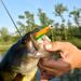 Amzfishing Angry Tom 6-Piece 13cm Rubber Fish Set | Best Rubber Bait for Pike Zander & Predatory Fishing | International Shipping Available - Buy Online on GoSupps.com