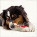 Beaphar Dog & Cat Toothbrush - Double Head Ergonomic Grip Special Bristle Cut for Effective Dental Cleaning - Buy Online on GoSupps.com
