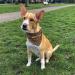 Dog Scarf with Custom Name | printplanet | Size M Logo Pattern | Stylish & Unique Dog Accessories - Buy Online on GoSupps.com