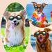Dog Goggles Dog Sunglasses Adjustable Strap for Waterproof Windproof UV Protection Sunglasses for Dog for Go out Travel Skiing Swim (Black) - Buy Online on GoSupps.com