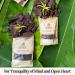  Almarte ALMARTE Ceremonial Cacao 1000g/1kg | 100% Raw and Pure Dominican Republic | Heart-Opening Medicine | Single Origin Organic | Regenerative Farm | Theobromine Energy | Coffee Substitute - Buy Online on GoSupps.com