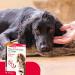 Beaphar - Flea & Tick Collar for Dogs - Long-Lasting - Kills Fleas & Tick for up to 4 Months - Veterinary Medicine - For Dogs over 3 Months - 1 x 65 cm Brown Collar - Buy Online on GoSupps.com