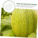 GANAZONO 12 Pcs Vegetable Mold Plastic Fruit Pumpkin for Fruits Mold Watermelon Strawberry 9x8cmx4pcs Transparentx4pcs - Buy Online on GoSupps.com