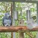 MEISH Bird Feeding Dish Parrot Feeders Water Cage Bowls Bird Cage Feeder Cups Transparent Hanging Dish for Cockatiel Parakeet Parrot (3) - Buy Online on GoSupps.com