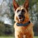 Didog Blue Leather Dog Collar - Soft Padded Adjustable Stainless Steel Buckle - XL (40-50 cm) for Small Medium & Large Dogs - Buy Online on GoSupps.com