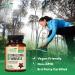 Caralluma Fimbriata Extract 1200mg - Natural Weight Loss Support for Men and Women - 60 Vegan Capsules - Buy Online on GoSupps.com