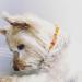 Chronobalance Amber Dog Collar | Real Amber Chain with Leather Closure | Adjustable & Eco-Friendly | Sizes for Small & Large Dogs (40-45cm) - Buy Online on GoSupps.com