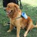 CHOOSEEN Large Dog Paw Cleaner - 2 in 1 Grooming Supplies for Paw Washing (No.D941034) - Buy Online on GoSupps.com