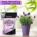 Aromasong Natural Carpet Deodorizer - Lavender Scent Upholstery & Carpet Freshener Powder for Homes with Pets & Children | 3 LBS Pet Odor Eliminator - Buy Online on GoSupps.com