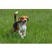 Vet's Advantage 100% Pure Boswellia Powder for Dogs - Supports Joint and Hip Health And Provides Natural Control of Pain and Inflammation for Dogs and Cats - Buy Online on GoSupps.com