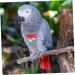 Buy Bugyo Bird Diapers & Flight Suits for Conures | Best Parrot Costumes for Air Travel - Buy Online on GoSupps.com