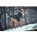 HUNTER Uppsala Softshell Dog Coat - Functional & Stylish Black Jacket for Dogs Size 55 - International Shipping Available - Buy Online on GoSupps.com