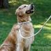 Collardirect Handmade Round Leather Dog Collar - Soft Padded Stylish & Durable for Small & Big Dogs - Available in 6 Colors (Black Pink Red Purple Blue White) - 18-20 cm - Buy Online on GoSupps.com