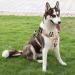 Buy Heele Dog Crockery & Large Dog Harness | Front & Back Clips Neck Release - International Shipping - Buy Online on GoSupps.com