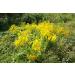 Goldenrod Herb Tea | Solidago Virgaurea L | Solidage Verge D'OR Herbe Tisane | Health Embassy (100g) - Buy Online on GoSupps.com