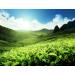Buy Me mer Fruit Mix Tea Bags - 25 Vegan Gluten-Free & Lactose-Free - International Shipping Available - Buy Online on GoSupps.com