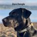 TagVault Pet AirTag Waterproof Dog Collar Mount - Ultra-Durable & Fits All Collars | ElevationLab - Buy Online on GoSupps.com