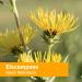Herb Pharm Organic Elecampane Liquid Extract 1oz - Respiratory System Support - Buy Online on GoSupps.com