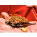 Tandem Baits Turbo Liquid Molasses Vanilla Cream Carp Attractant Bait Fishing Bait for Big Fish Fishing Accessories for Professionals & Hobby Anglers 500ML - Buy Online on GoSupps.com