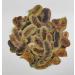 AgoraMarket Dried Senna Pods Herbal Tea 85g to 195KG Premium Quality Senna Alexandrina 220 grams - Buy Online on GoSupps.com