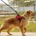 Candure 5 FT Reflective Dog Lead with Soft Padded Handle - Strong Leash for Medium & Large Dogs - Buy Online on GoSupps.com