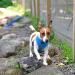 Puppia Soft Harness II for Small & Medium Dogs - Adjustable Comfortable Sky Blue - Ideal Dog Harness for All Breeds - Buy Online on GoSupps.com