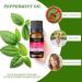 Peppermint Essential Oil - 100% Natural for Hair and Skin | Headache Relief | 100ml - Buy Online on GoSupps.com