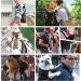 Galat e Adjustable Pet Backpack for Small & Medium Dogs - Easy Transport for Outdoor Walks Hiking Travel (Large Blue) - Buy Online on GoSupps.com