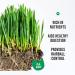 Organic Cat Grass Growing Kit for Natural Hairball Control - Made in USA - Buy Online on GoSupps.com