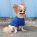 LOPHIPETS 100% Cotton Dog Tee Shirt for Small Dogs - Blue/S (2.2-4.5 lbs) Chihuahua Yorkie Puppy Clothes - Buy Online on GoSupps.com