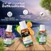 Nordholz Sauna Infusion - 48 Varieties | 15ml Fir Honey #12 | Premium Sauna Accessories for Intensive & Relaxing Moments - Buy Online on GoSupps.com