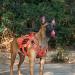 Oneigris Dog Harness | X Destroyer Tactical Adjustable Anti-Trail Harness - Ideal for All Breeds | International Shipping Available - Buy Online on GoSupps.com
