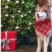 Buy Lionheart Glory Christmas Dog Neckerchief - Soft Cotton Adjustable Bib for Large Dogs - Packable Checkered Design - Buy Online on GoSupps.com