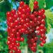Red currant 'Rovada' - standard tree Standard tree - In container Rovada