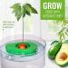AvoSeedo Indoor Avocado Growing Kit with Slicer, Saver, Multitool & Socks - Gift Box Set for Avocado Tree Growing - Perfect Gift Choice - Buy Online on GoSupps.com
