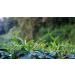 DLIC TEA Taiwan Oolong Tea Alishan Tea High Mountain Oolong Tea 150g (5.29 oz) Qingxin Oolong - Buy Online on GoSupps.com