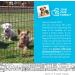 Dog Exercise Pen 8-Panel 24 Inch - Metal Wire Puppy Playpen for Outdoor Yard - Foldable Pet Playpen with Door - Buy Online on GoSupps.com