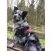 Twinkys Dog Style Rubberized Dog Leash 20mm Wide - 1m Up to 50kg Made in Germany - Black & Red - Buy Online on GoSupps.com