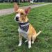 Buy printplanet Dog Scarf with Custom Name - Trees Dark Blue Design - Size M - Perfect for Stylish Pups - Buy Online on GoSupps.com