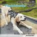 Rabbitgoo Medium Dog Harness - Break-Proof Breathable Adjustable with Handle | Anti-Training Safety Vest for Medium Dogs | Padded & Comfortable Design - Gray - Buy Online on GoSupps.com